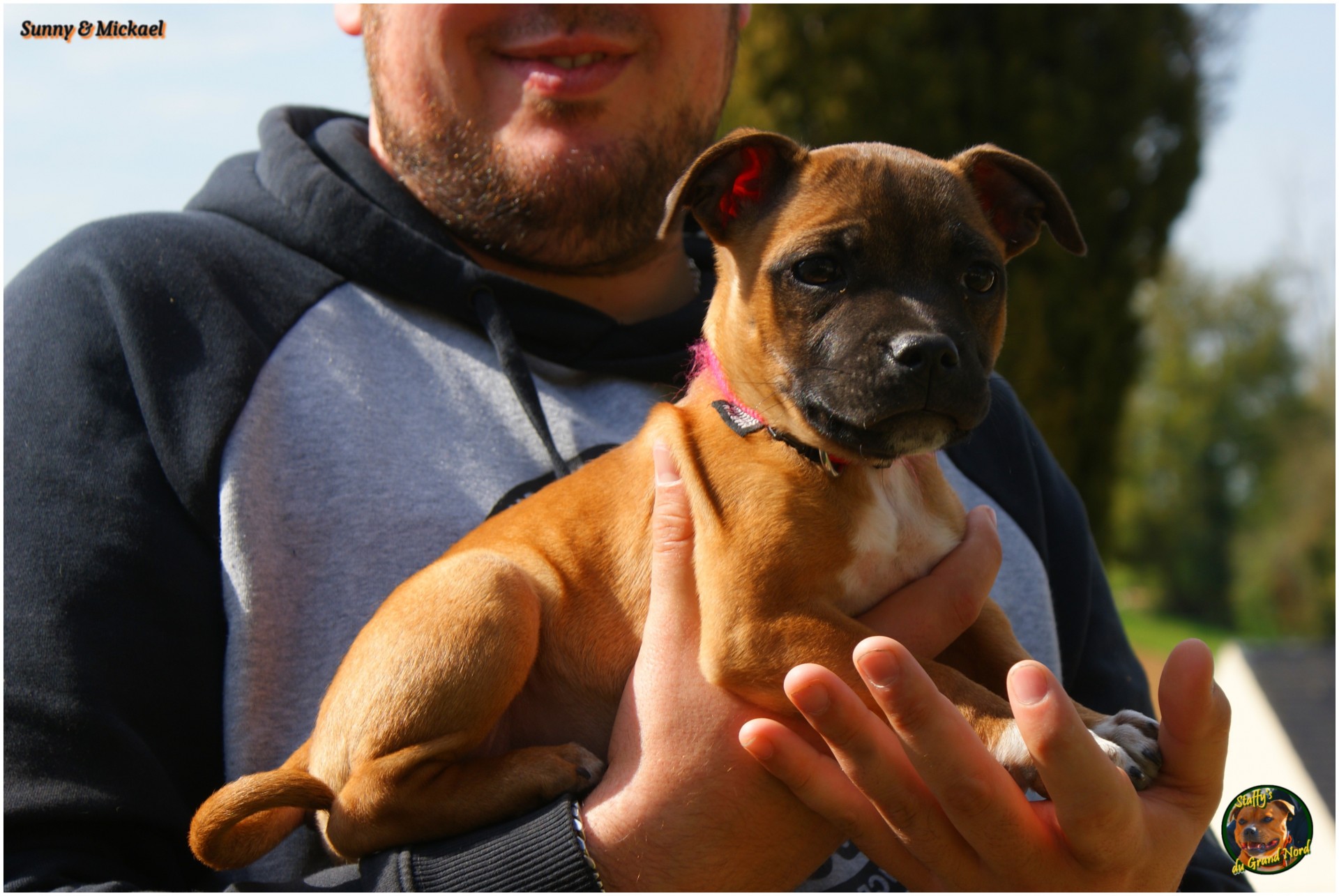 chiot staffie masque noir