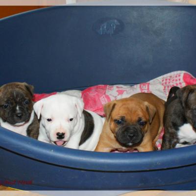 Les chiots (Frenchy & Ronnie UK)