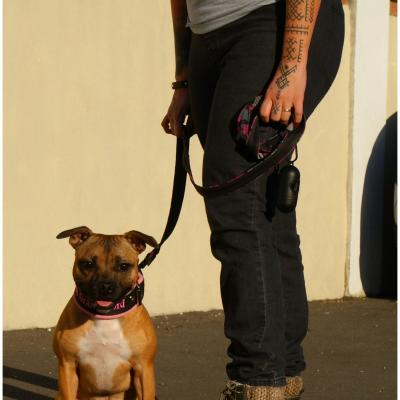 Sunny (Lily & Obiwan)
