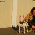 Mini bull terrier 
