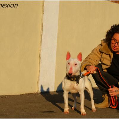 Scred Connexion (Mini bull terrier WJ PROD)