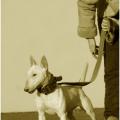 Mini bull terrier 