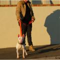 Mini bull terrier 