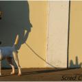 Mini bull terrier 