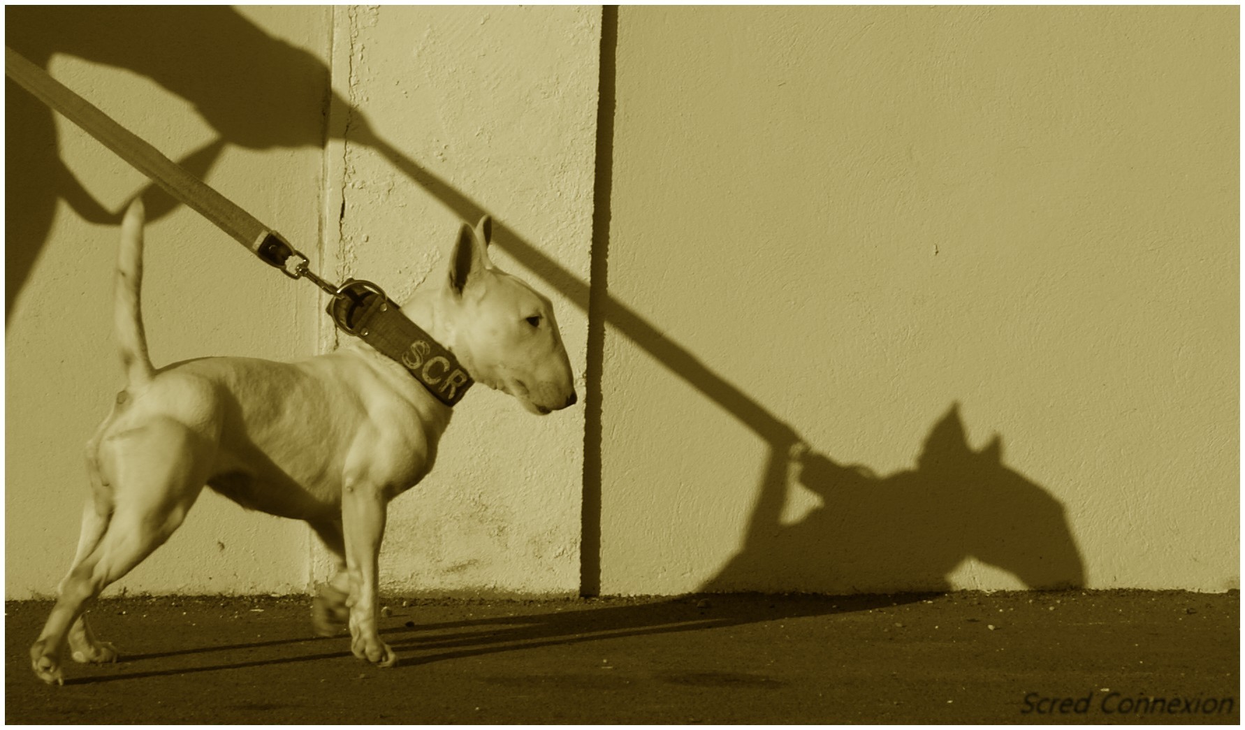 Mini bull terrier 