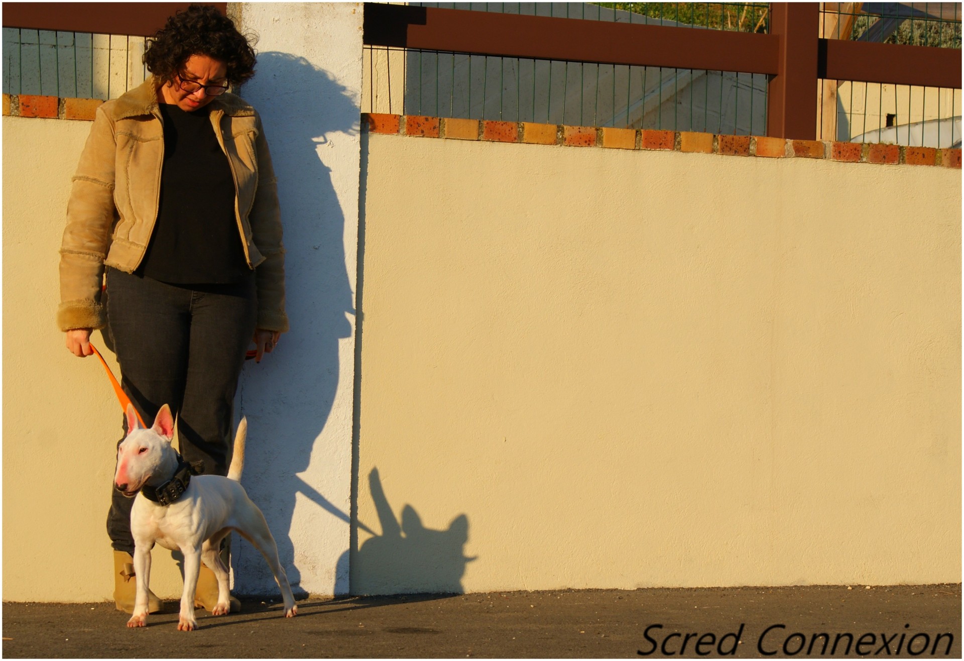 Mini bull terrier 