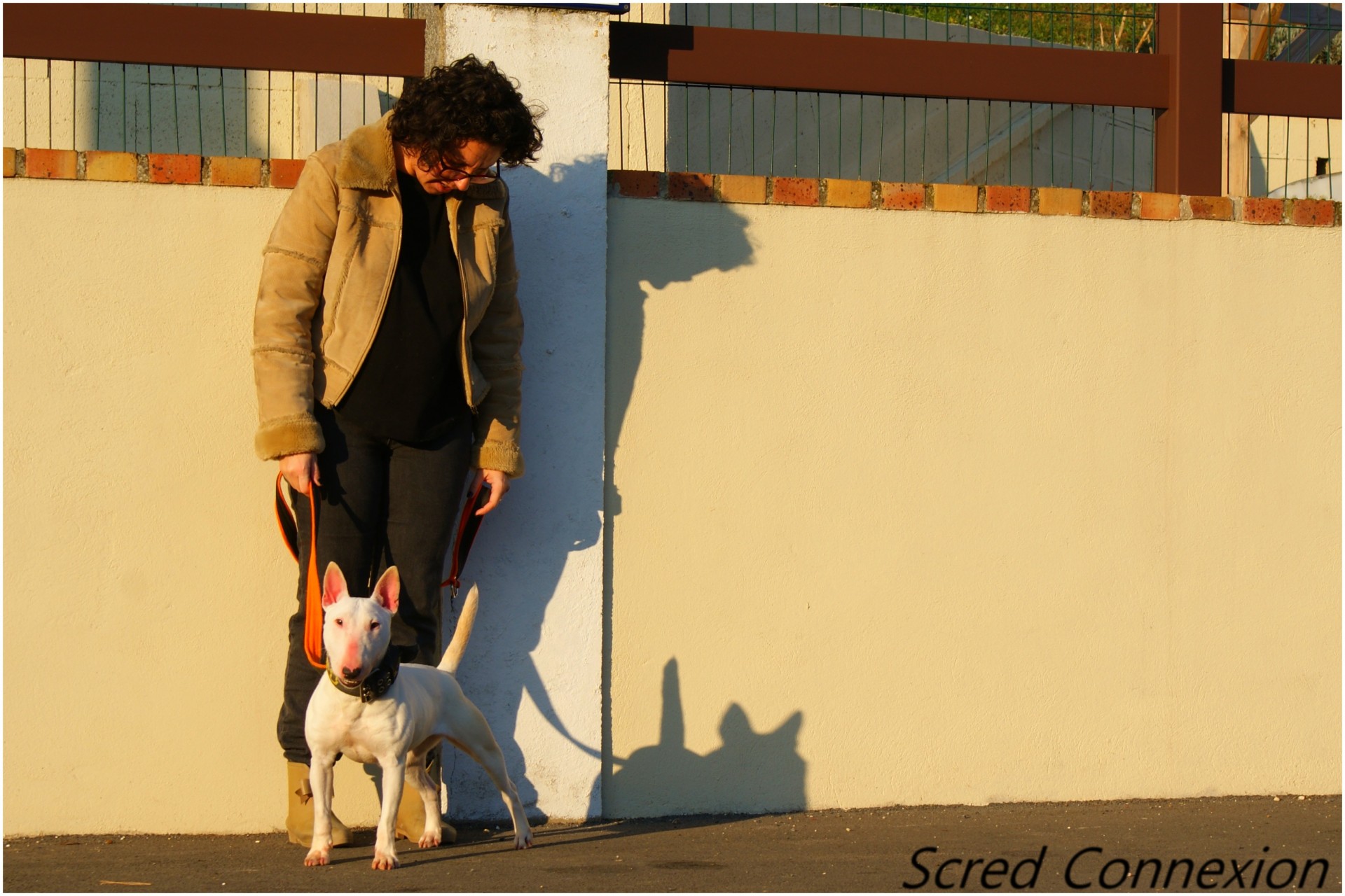 Mini bull terrier 