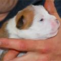 staffy's du grand nord