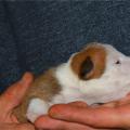 staffy's du grand nord