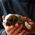 staffy's du grand nord