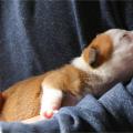staffy's du grand nord