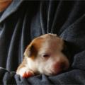 staffy's du grand nord