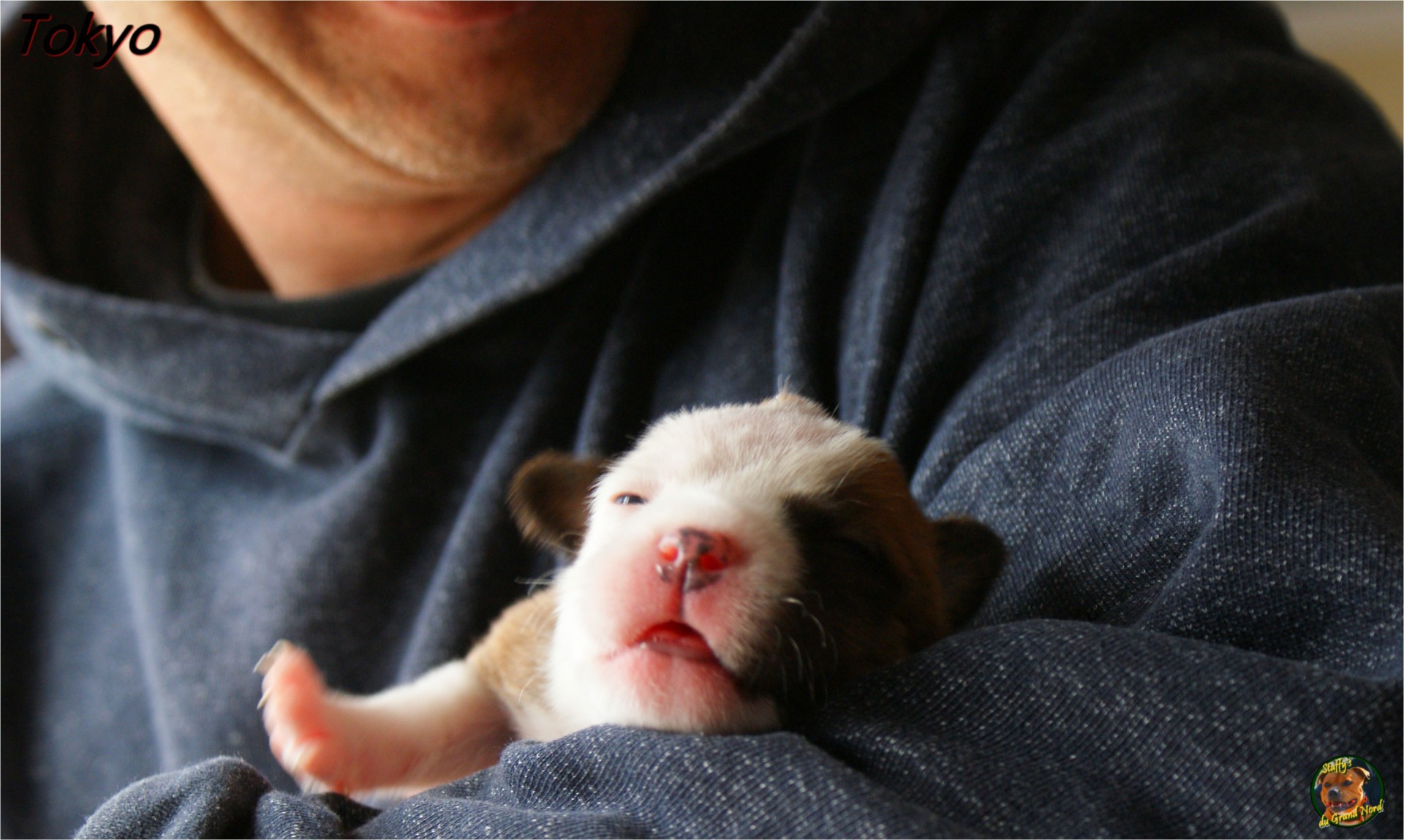 staffy's du grand nord