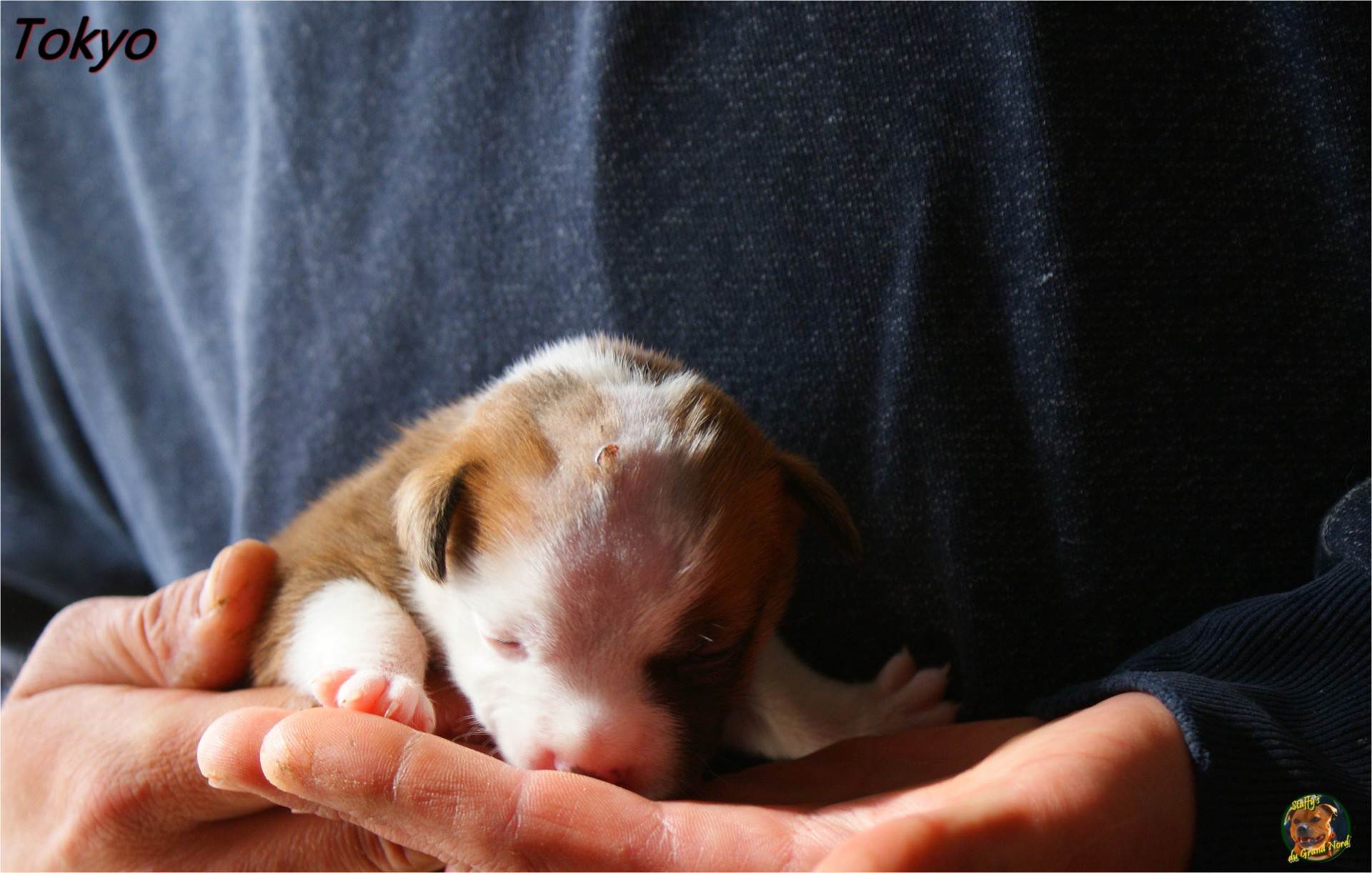 staffy's du grand nord