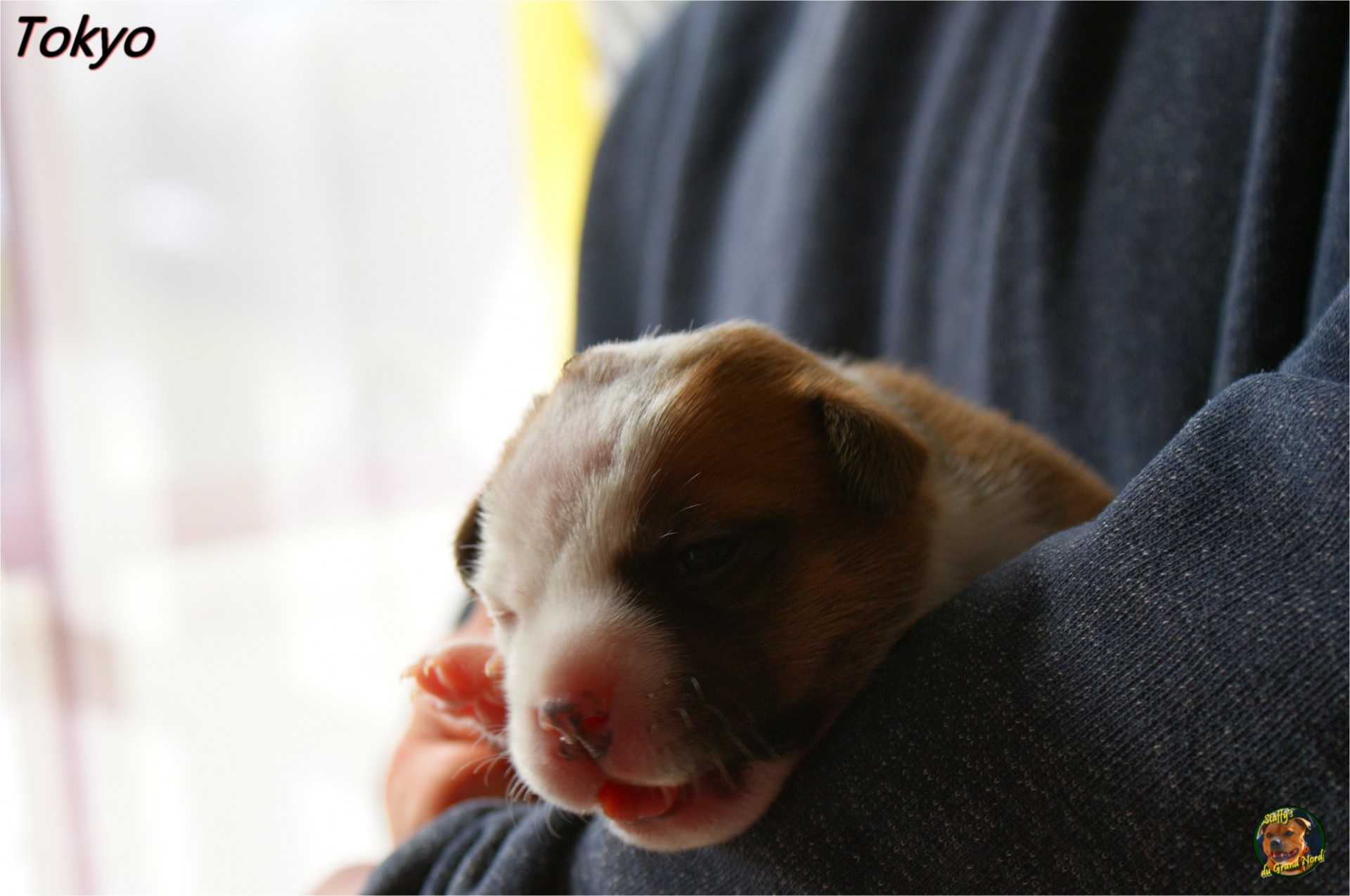 staffy's du grand nord