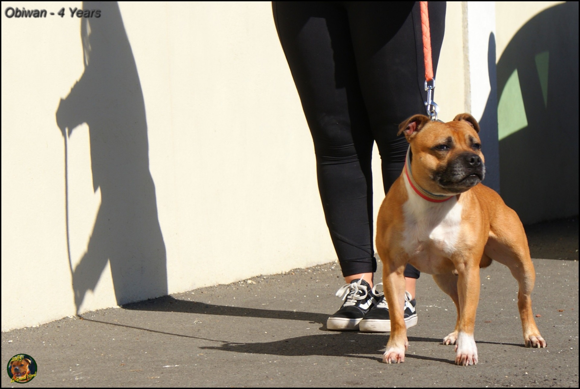 Obiwan staffy's du grand nord