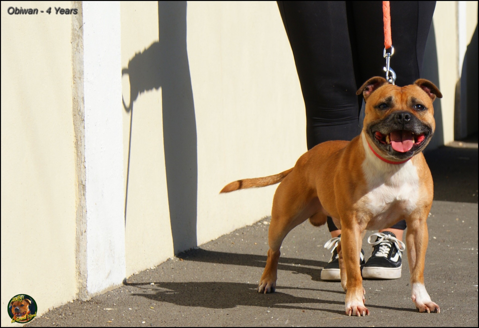Obiwan staffy's du grand nord