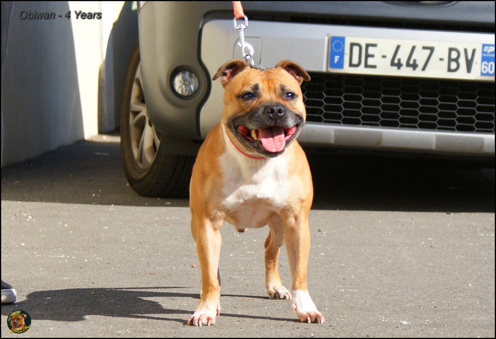 Obiwan staffy's du grand nord