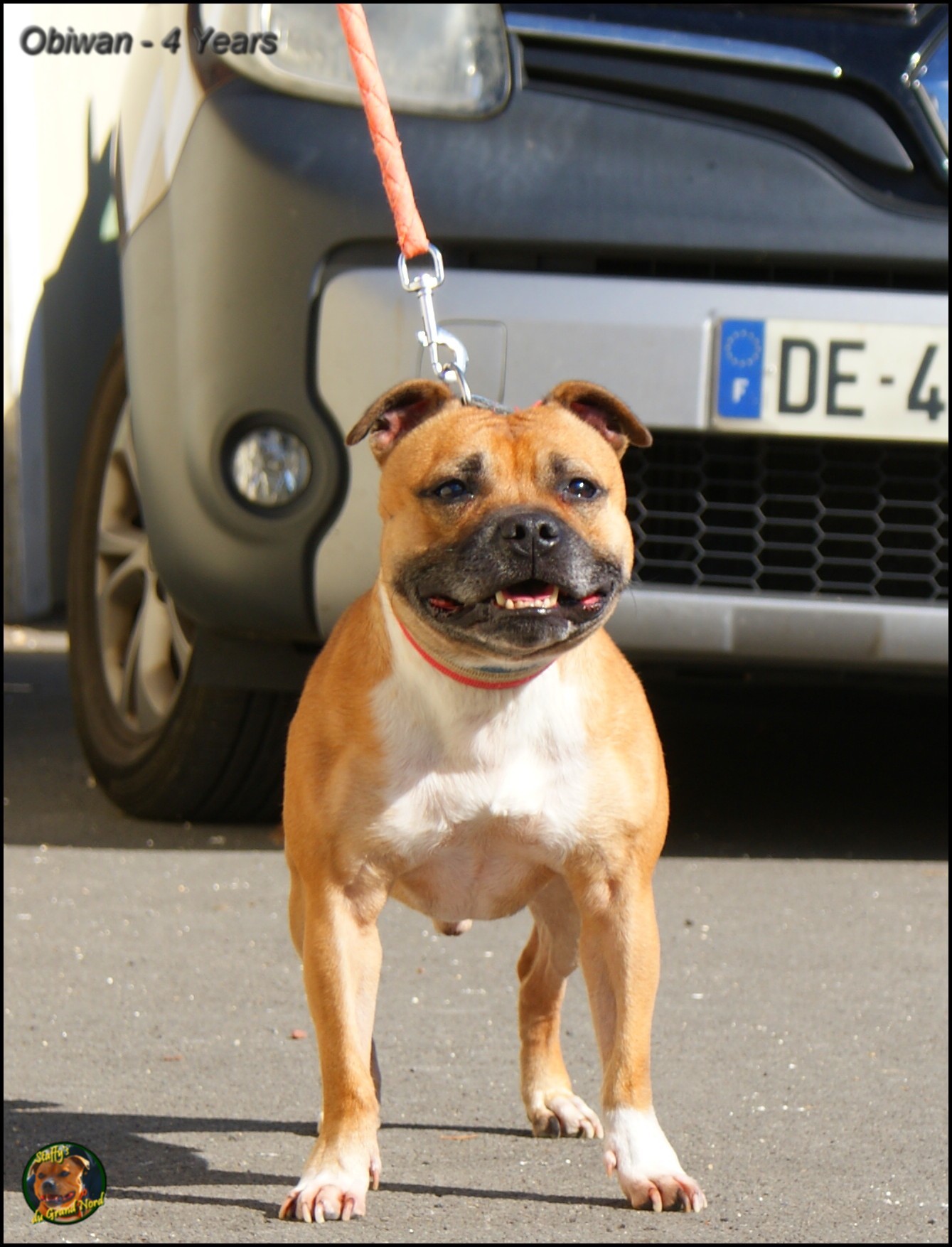 Obiwan staffy's du grand nord