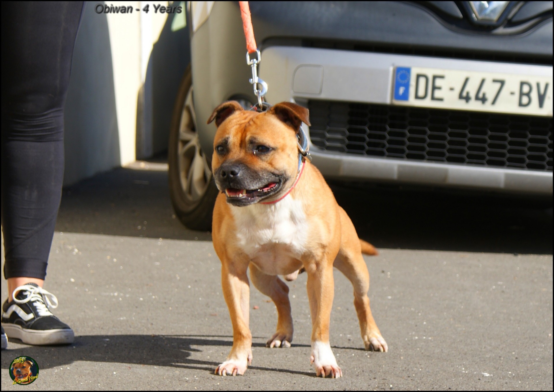 Obiwan staffy's du grand nord