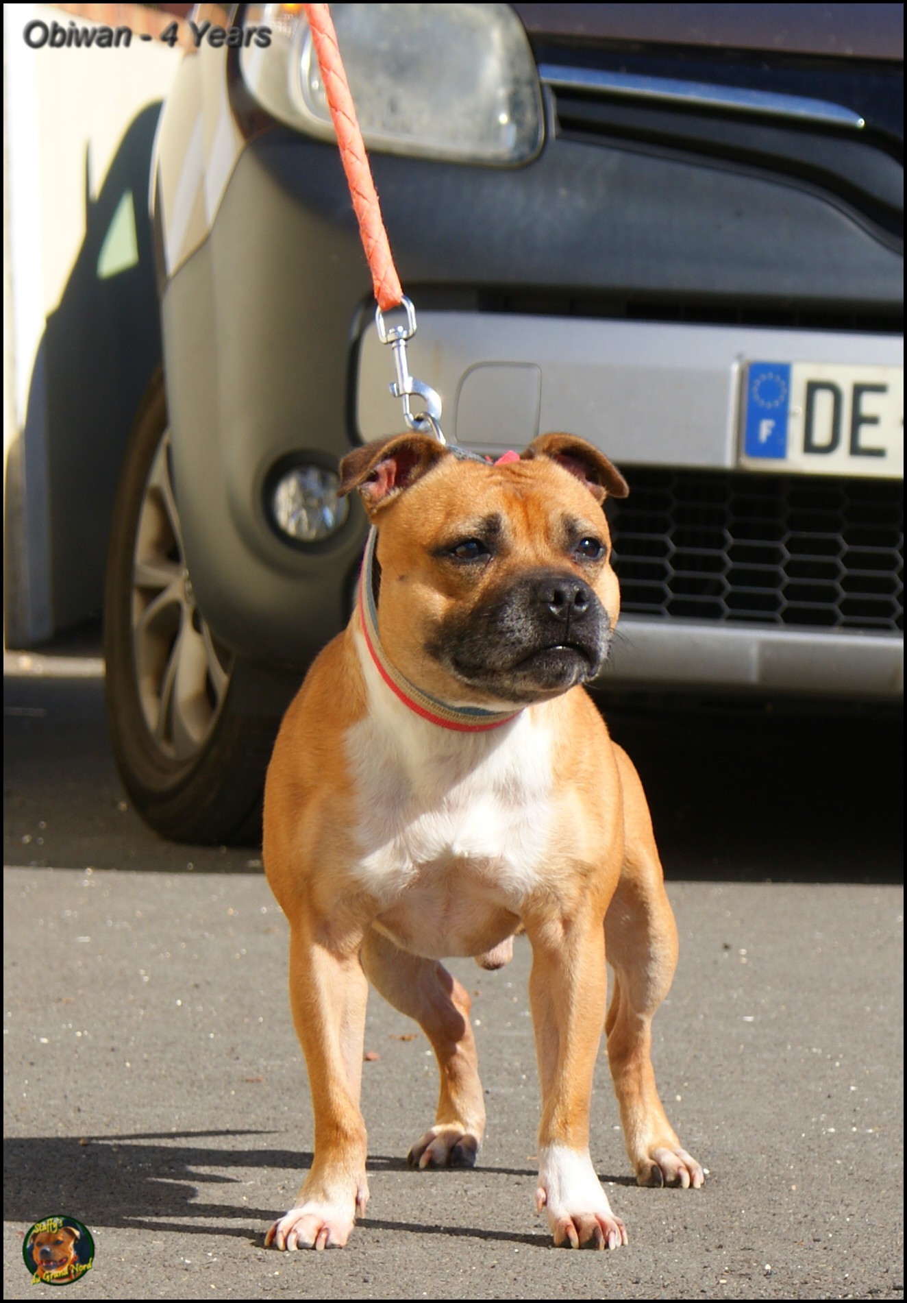 Obiwan staffy's du grand nord