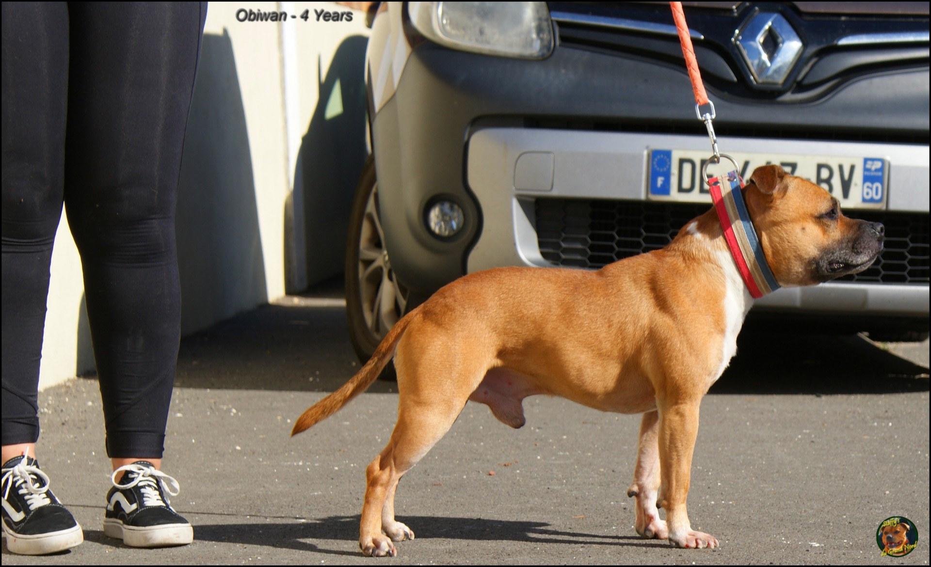 Obiwan staffy's du grand nord