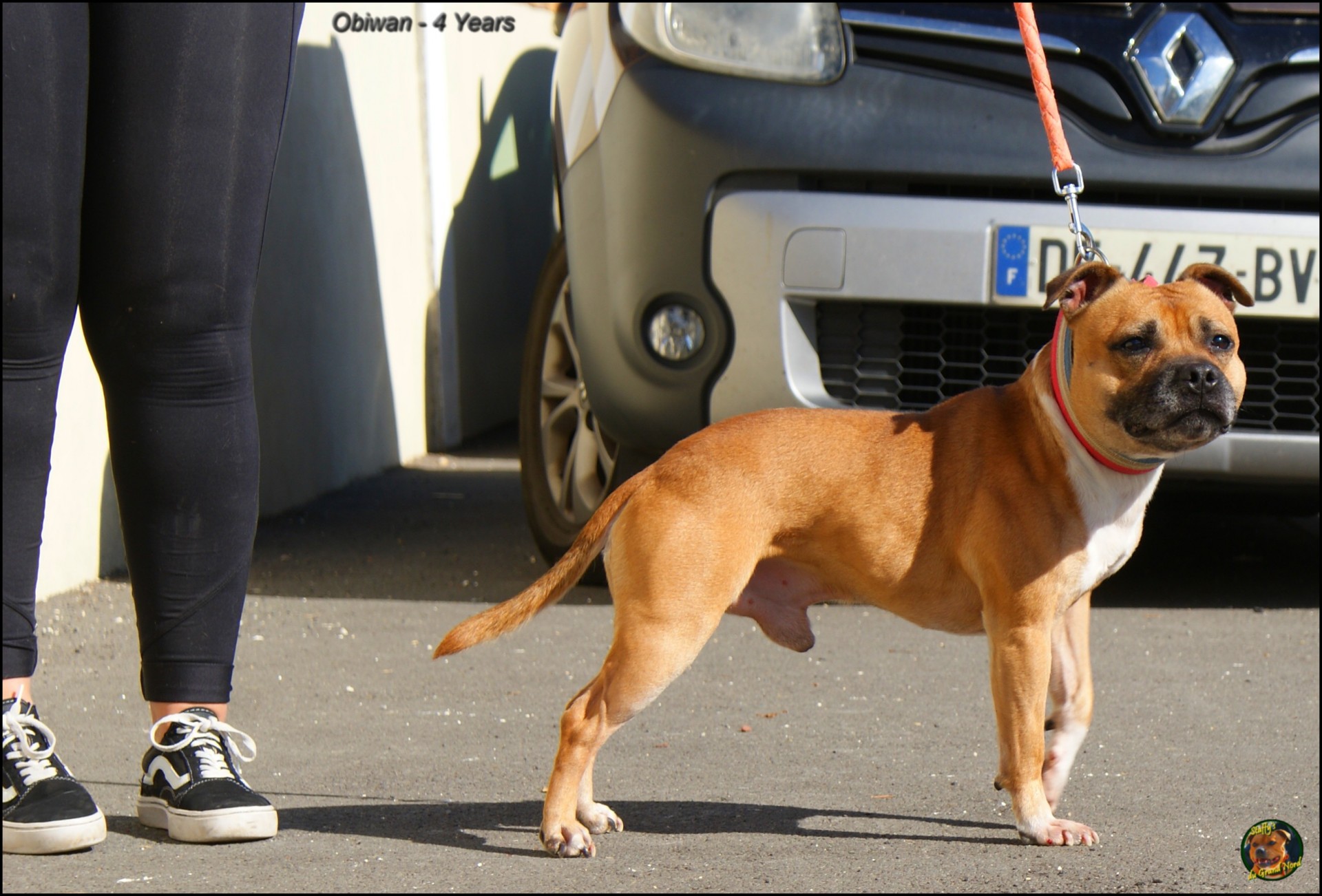 Obiwan staffy's du grand nord