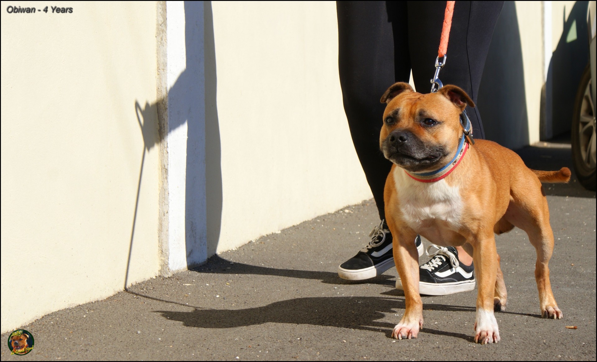 Obiwan staffy's du grand nord