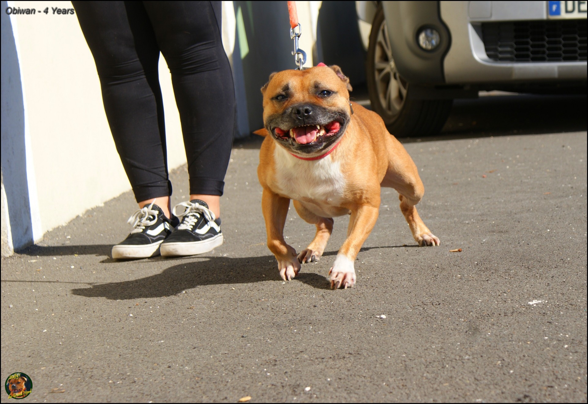 Obiwan staffy's du grand nord