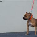 Red 2 Ans