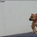 Red 2 Ans