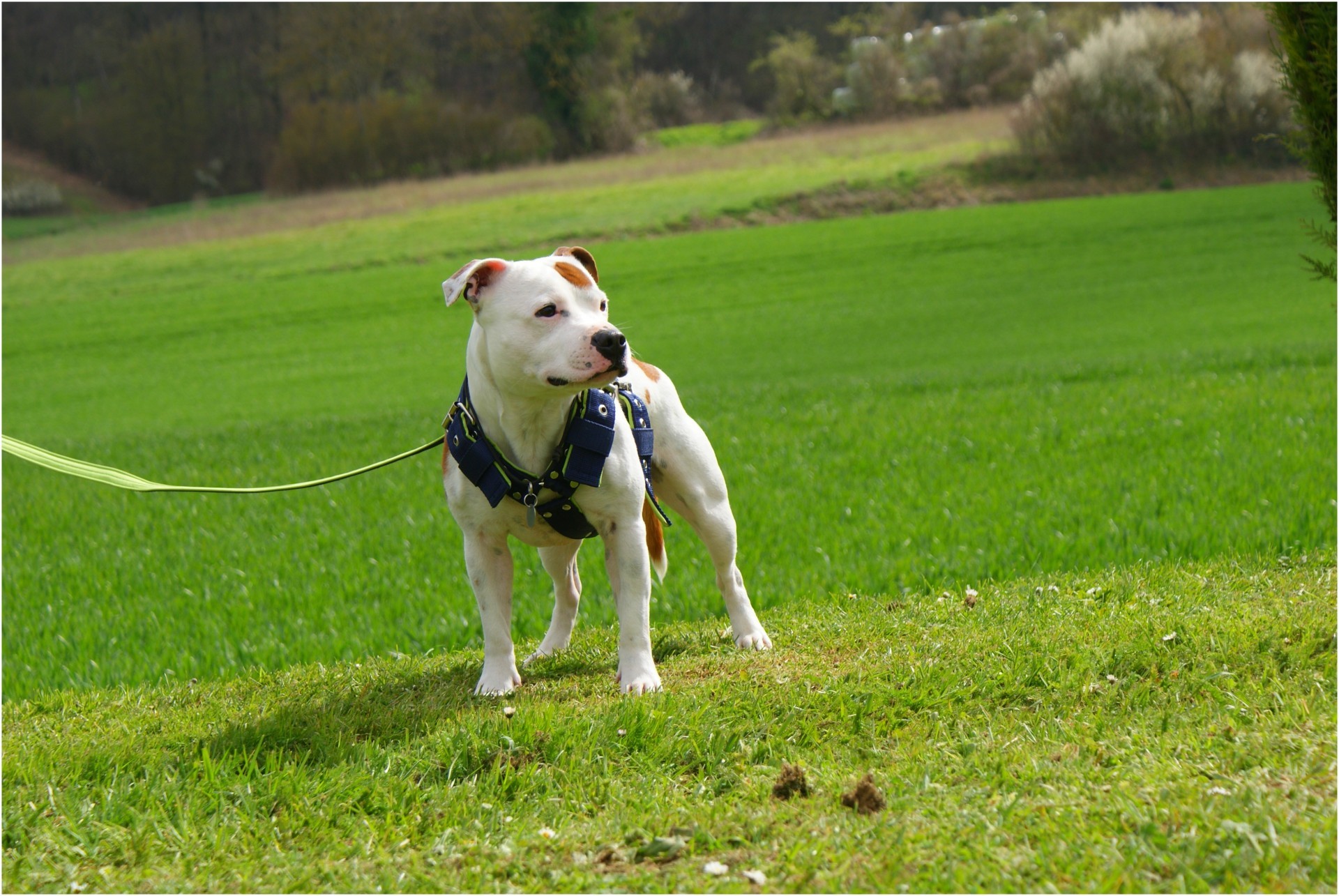 staffy's du grand nord