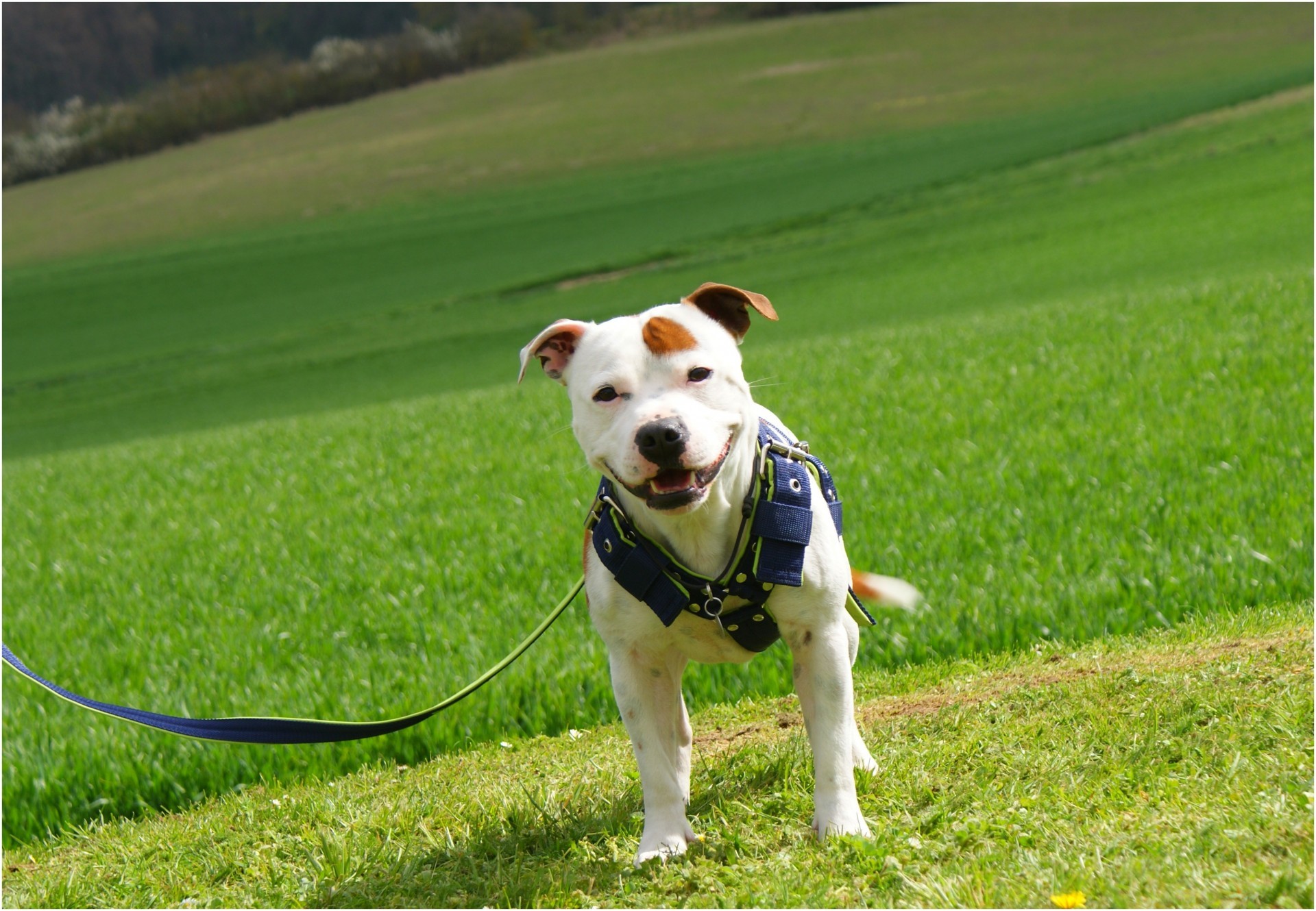 staffy's du grand nord