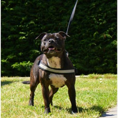 Chiens nés à l'élevage