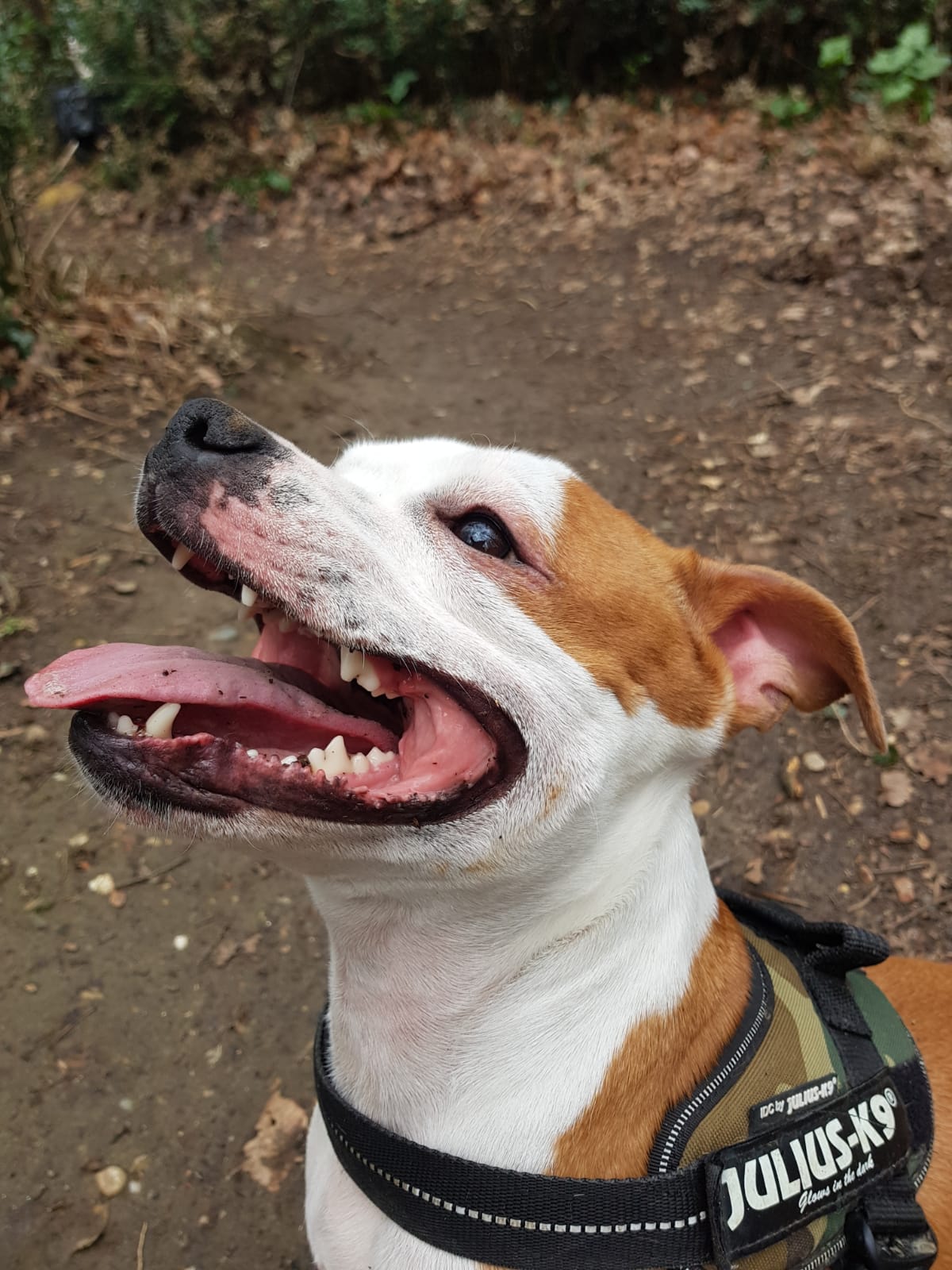 Staffordshire bull terrier pie