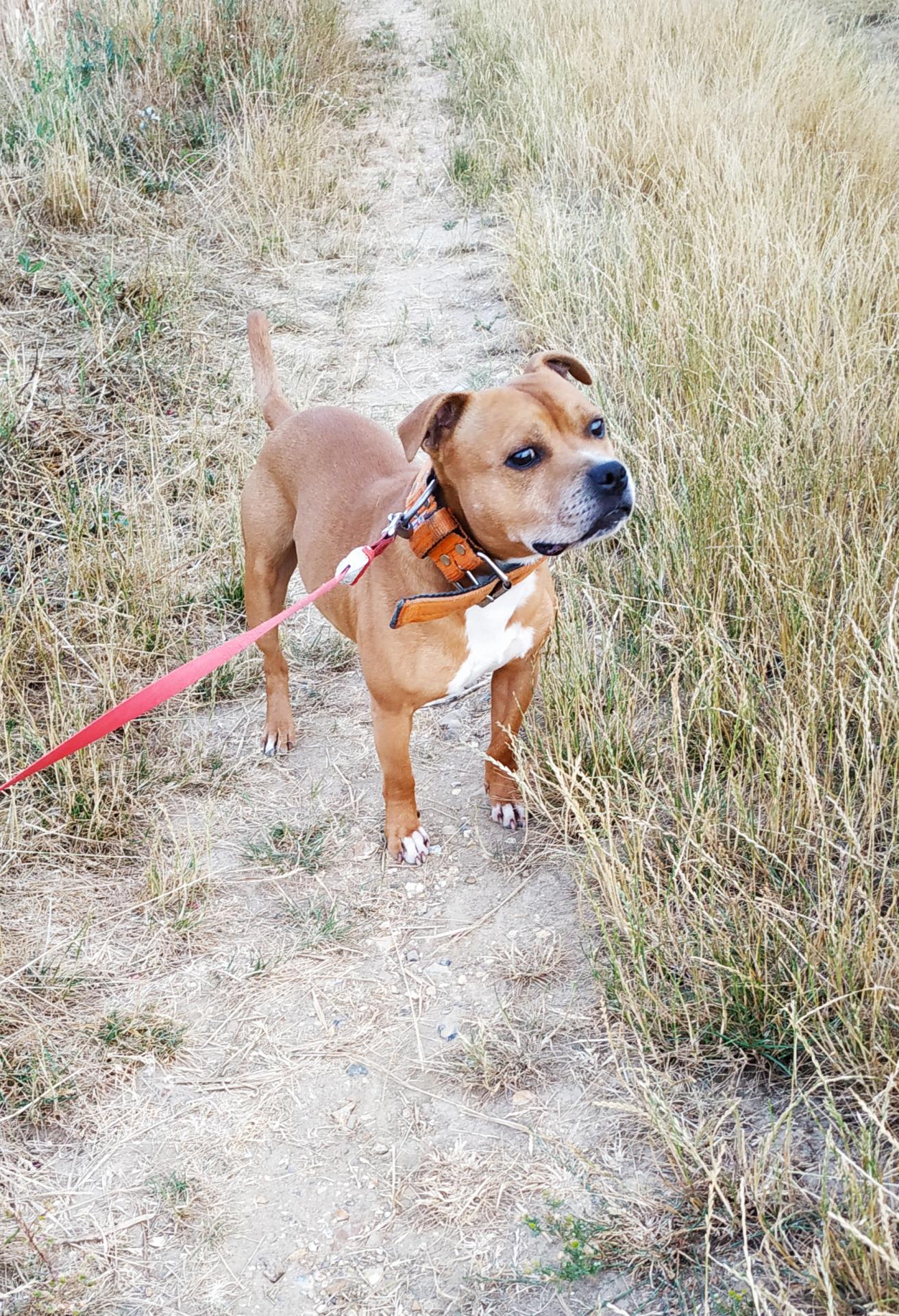 Staffordshire bull terrier fauve