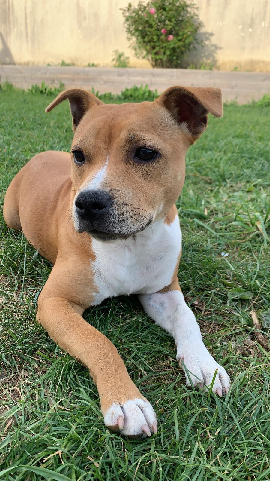 Pitsy