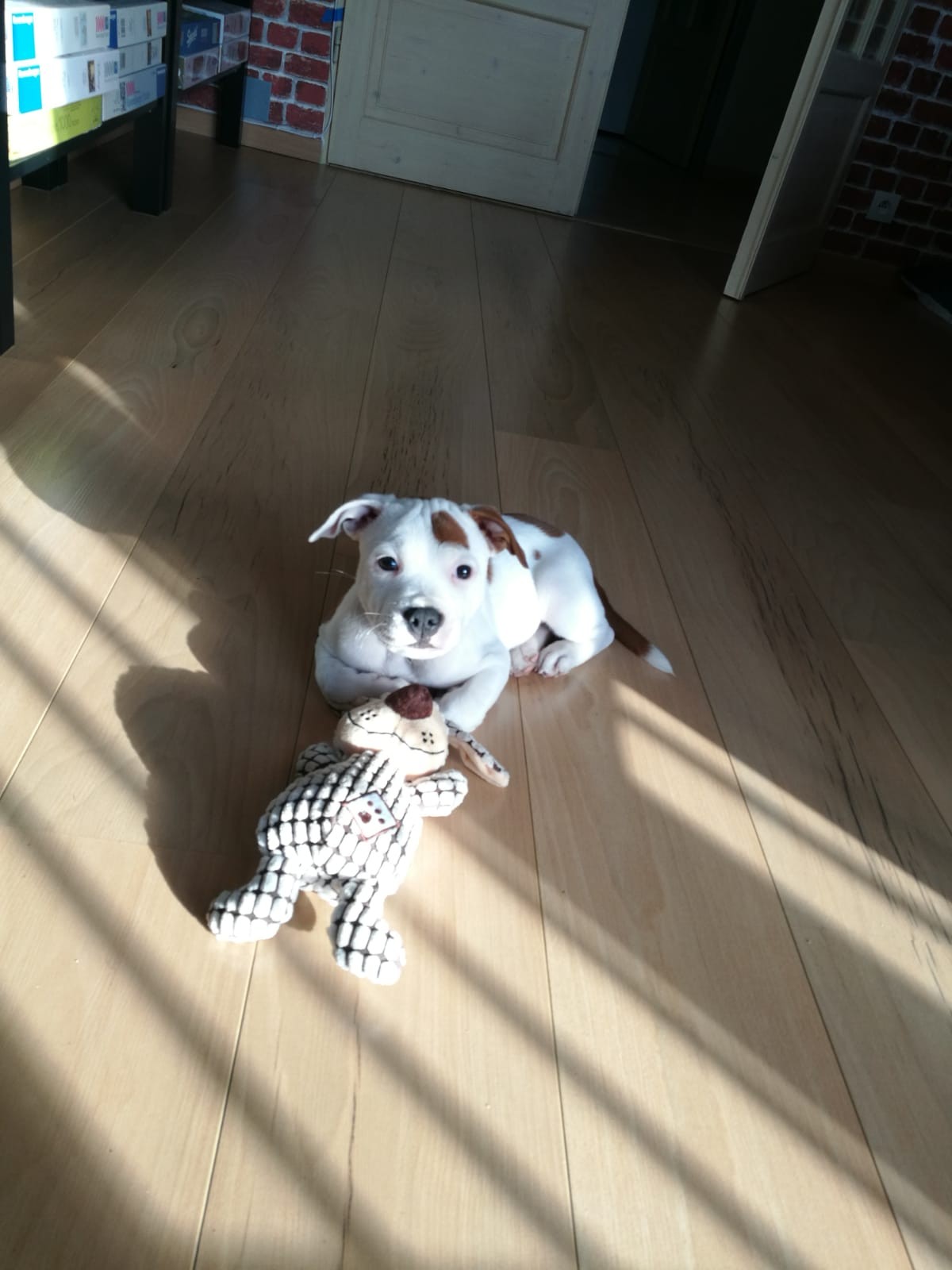 Chiot staffordshire bull terrier