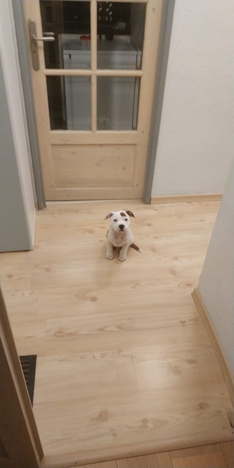 Chiot staffordshire bull terrier