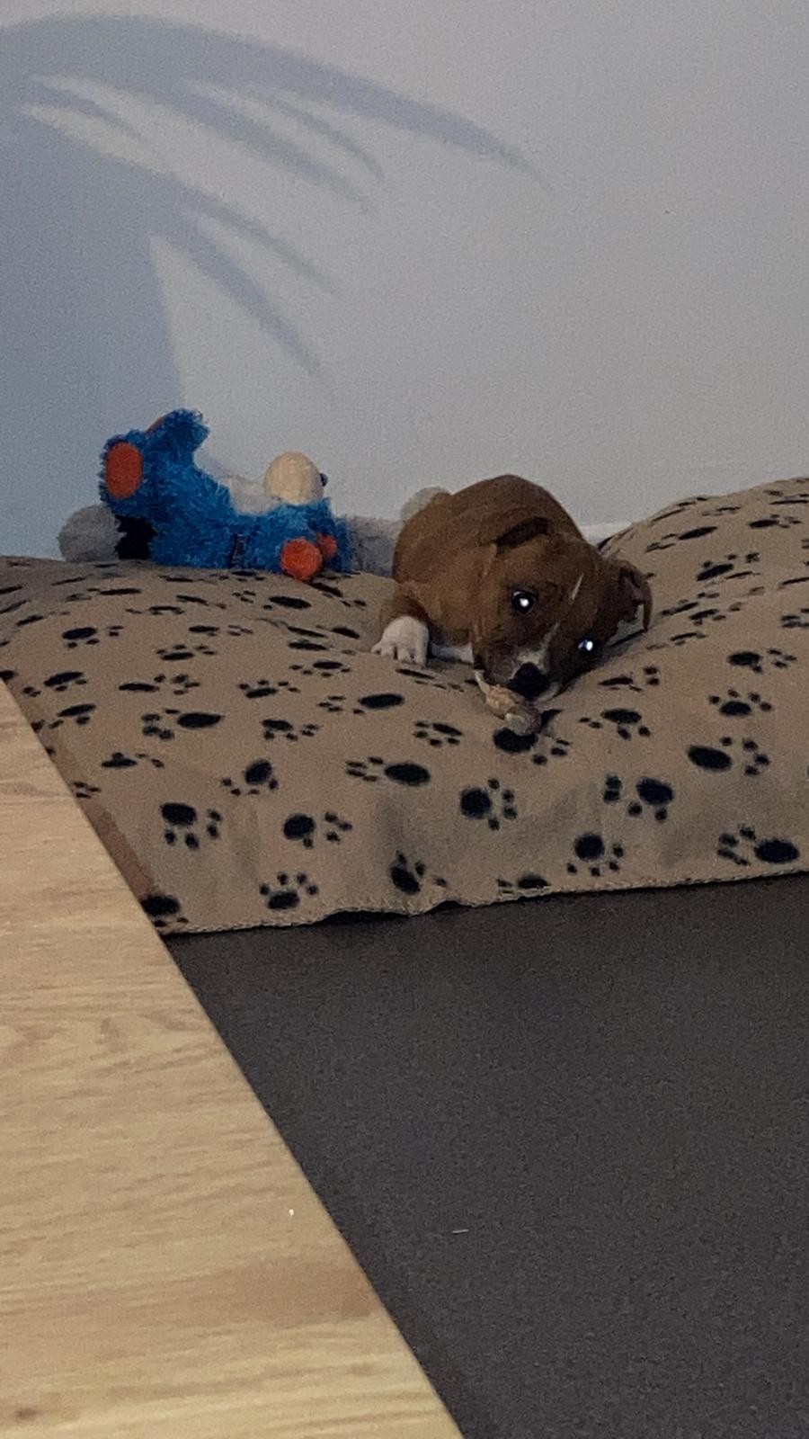 Chiot staffordshire bull terrier