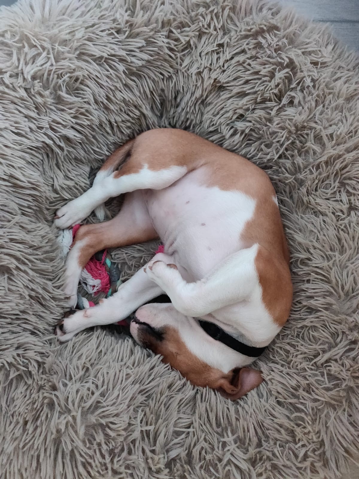 Chiot staffordshire bull terrier