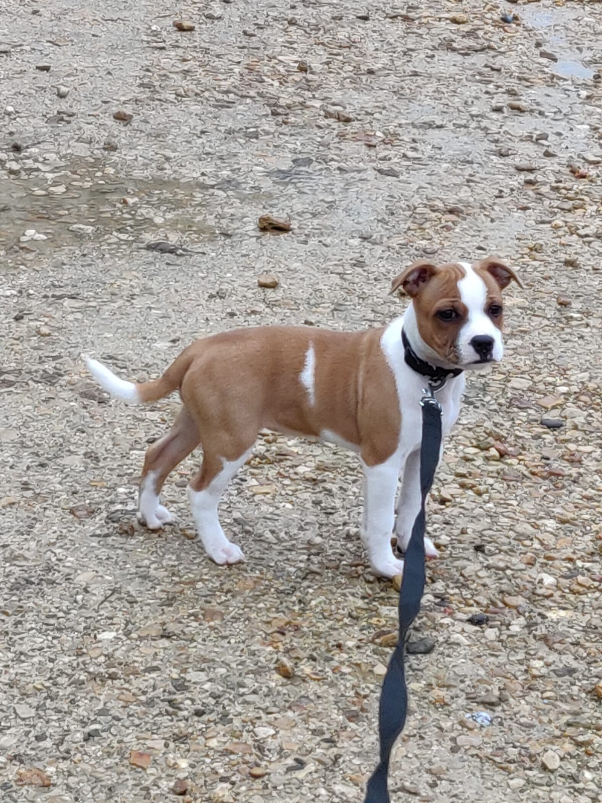 Chiot staffordshire bull terrier