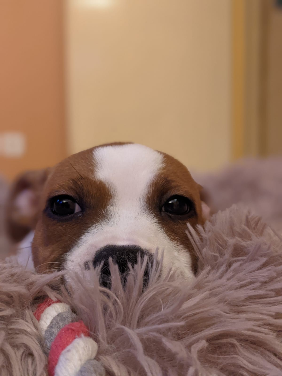 Chiot staffordshire bull terrier