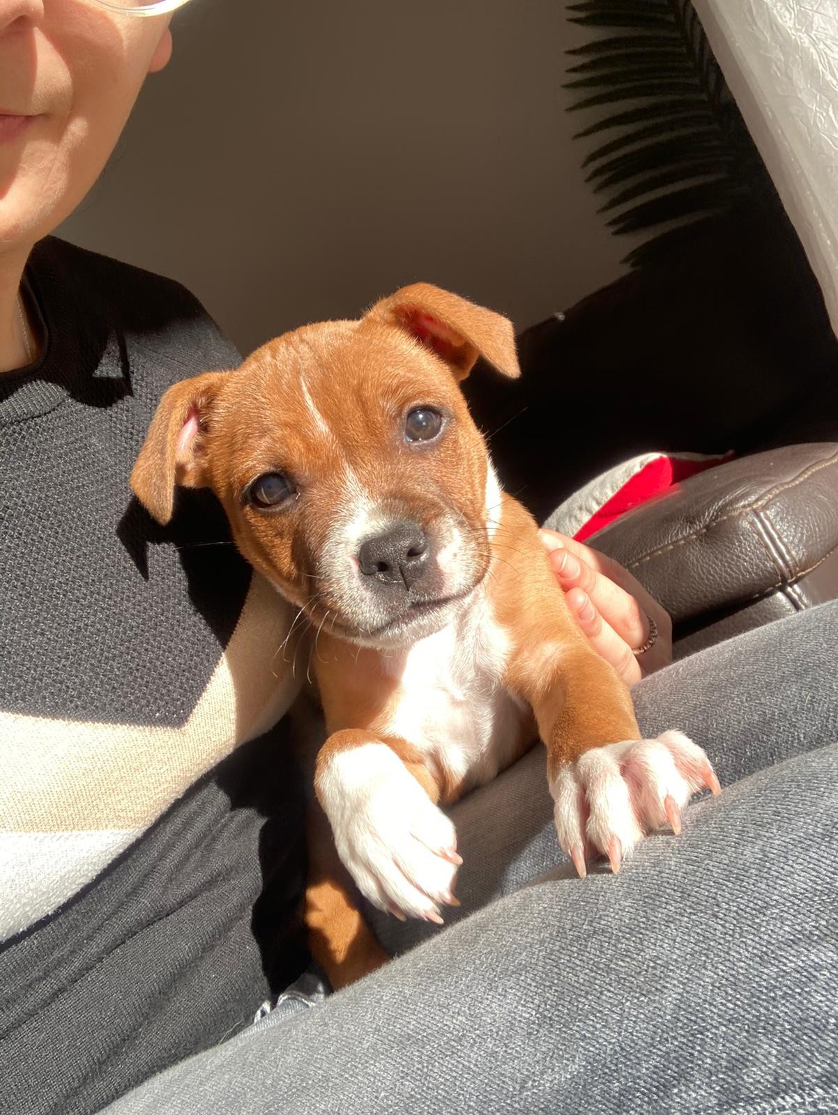 Chiot staffordshire bull terrier