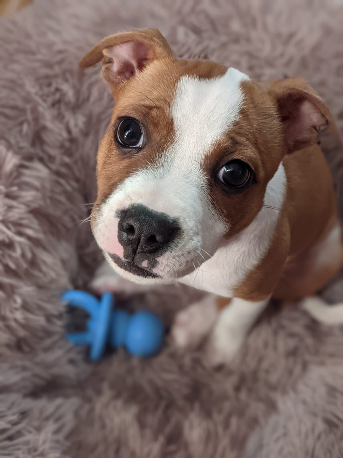 Chiot staffordshire bull terrier