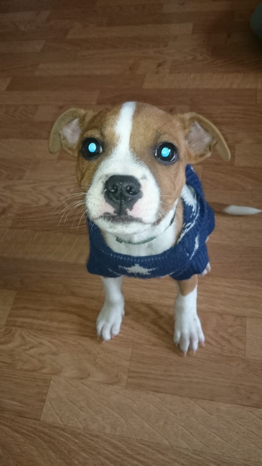 Chiot staffordshire bull terrier