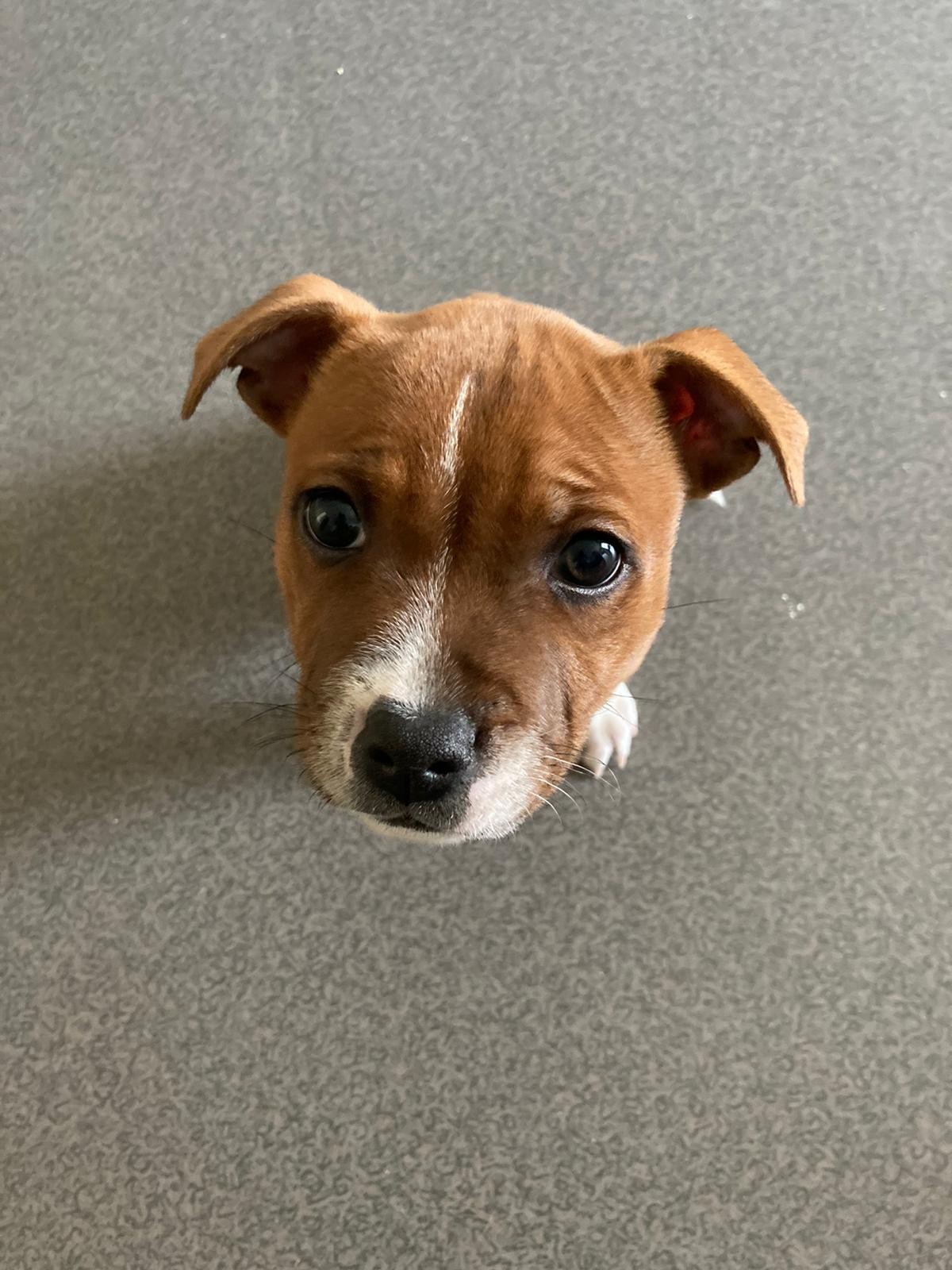 Chiot staffordshire bull terrier