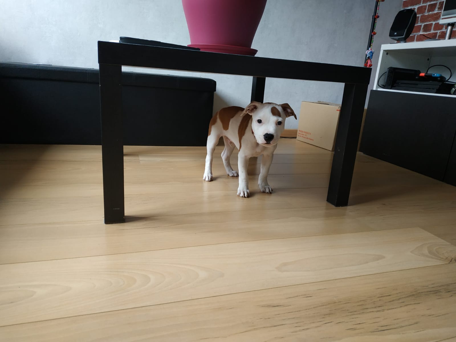 Chiot staffordshire bull terrier