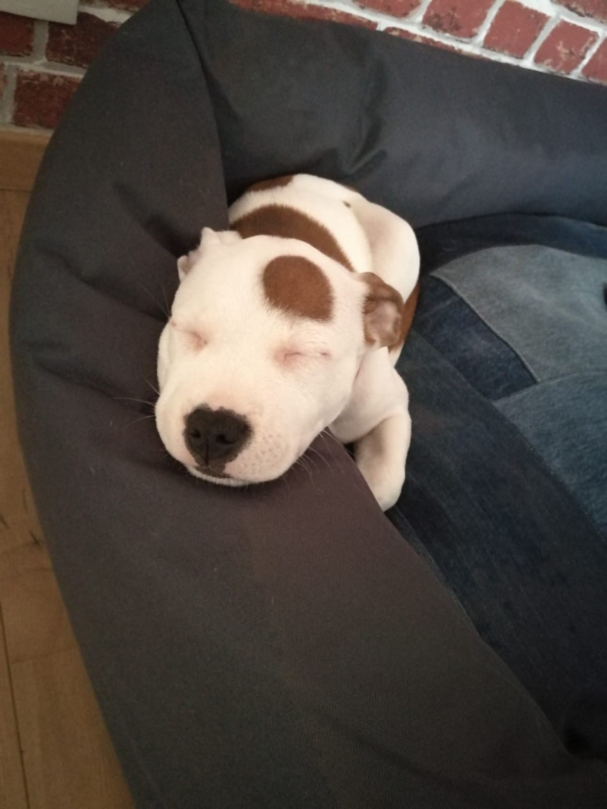 Chiot staffordshire bull terrier