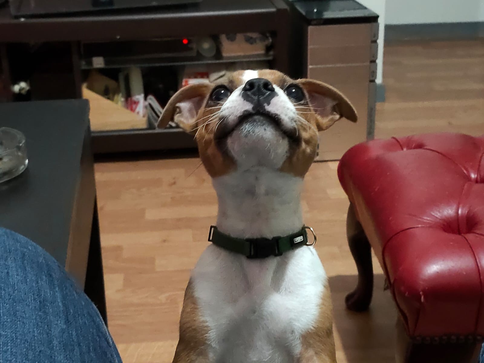 Chiot staffordshire bull terrier